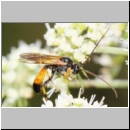 Cosmoconus nigriventris - Schlupfwespe m01f 10mm - OS-Hellern Wiese det06.jpg